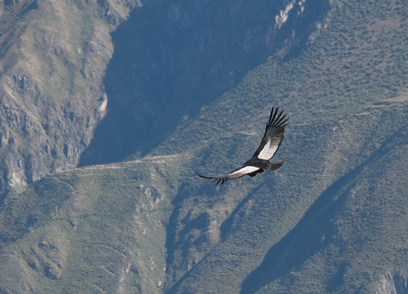 Condor im Tal von Colca