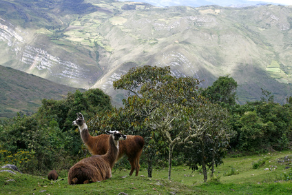 Lamas, Inka Trail